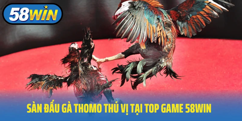 Sàn đấu gà Thomo thú vị tại top game 58Win