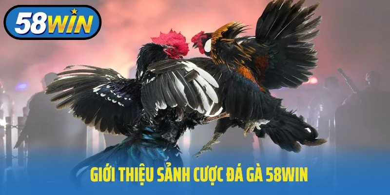 Giới thiệu sảnh cược đá gà 58Win nổi tiếng hàng đầu