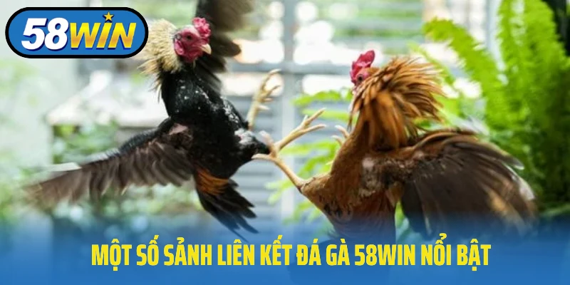 Một số sảnh liên kết đá gà 58Win nổi bật tại nhà cái